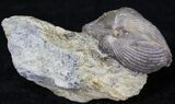 Platystrophia Brachiopod Fossil From Kentucky #21819-1